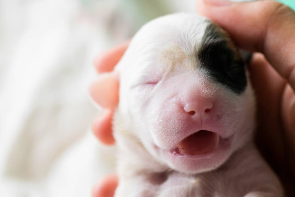 Malé šteniatko po pôrode