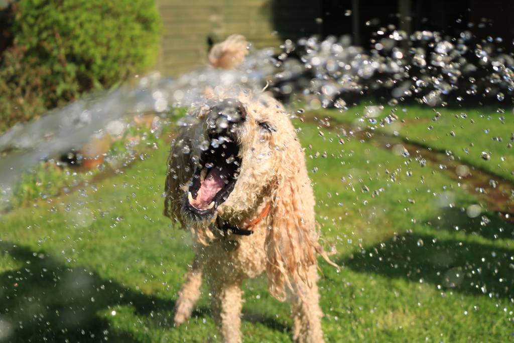Pes so záhradnou hadicou